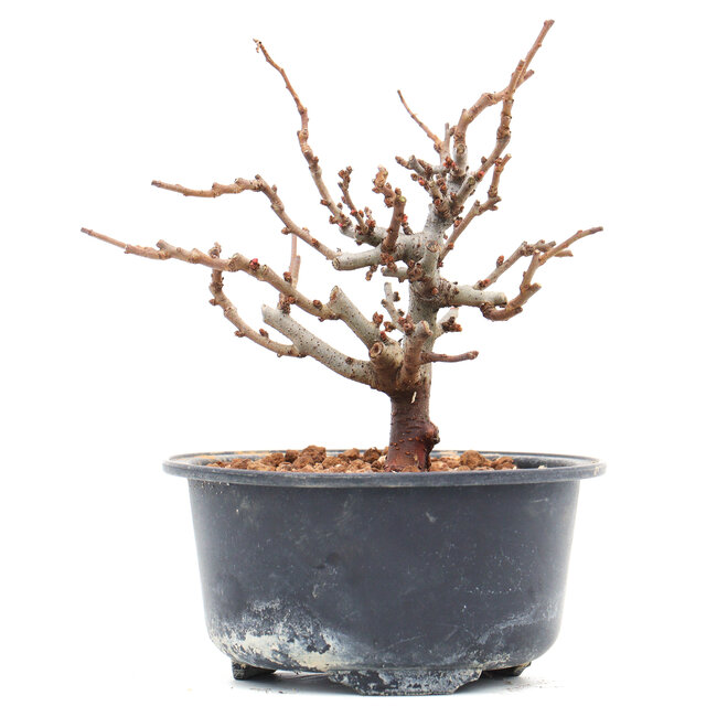 Chaenomeles speciosa, 13 cm, ± 10 años