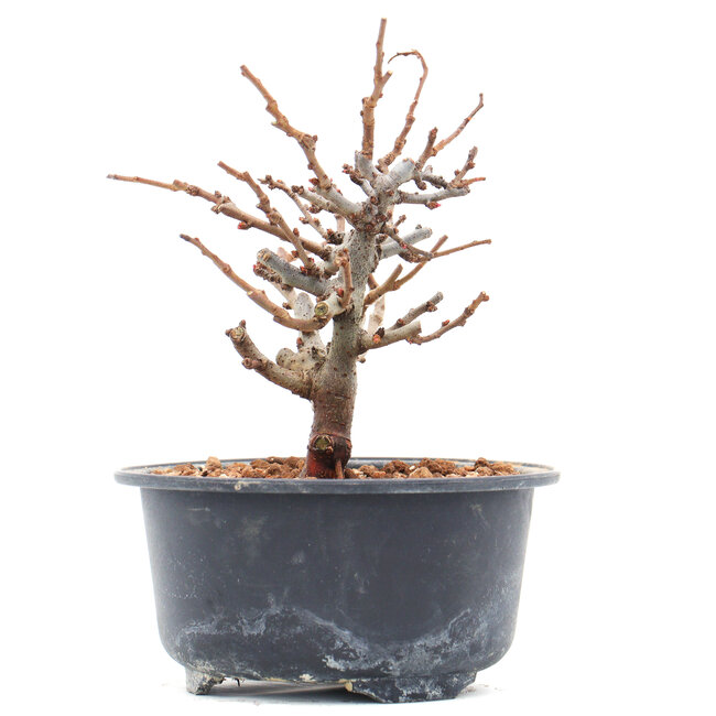 Chaenomeles speciosa, 13 cm, ± 10 ans