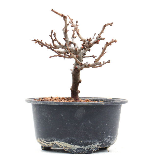 Chaenomeles speciosa, 11 cm, ± 10 years old