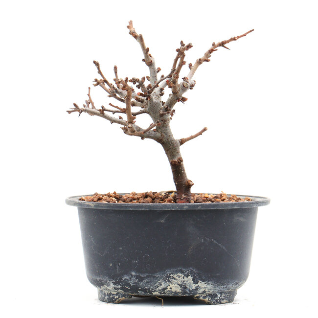 Chaenomeles speciosa, 11 cm, ± 10 years old