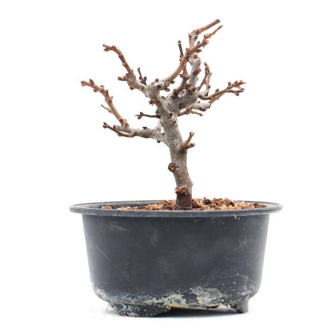 Chaenomeles speciosa, 11 cm, ± 10 jaar oud