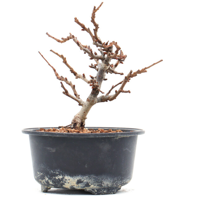 Chaenomeles speciosa, 13 cm, ± 10 years old