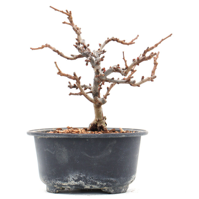 Chaenomeles speciosa, 13 cm, ± 10 años