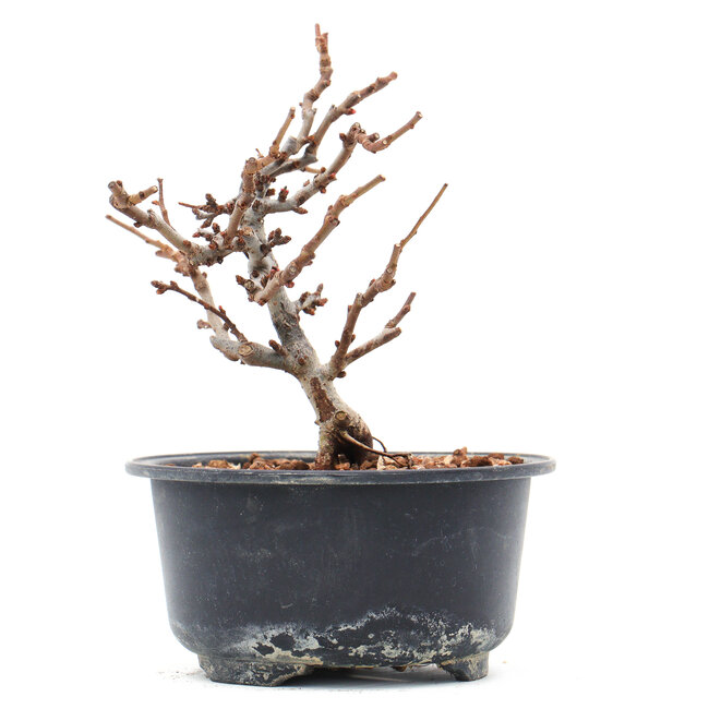 Chaenomeles speciosa, 13 cm, ± 10 ans