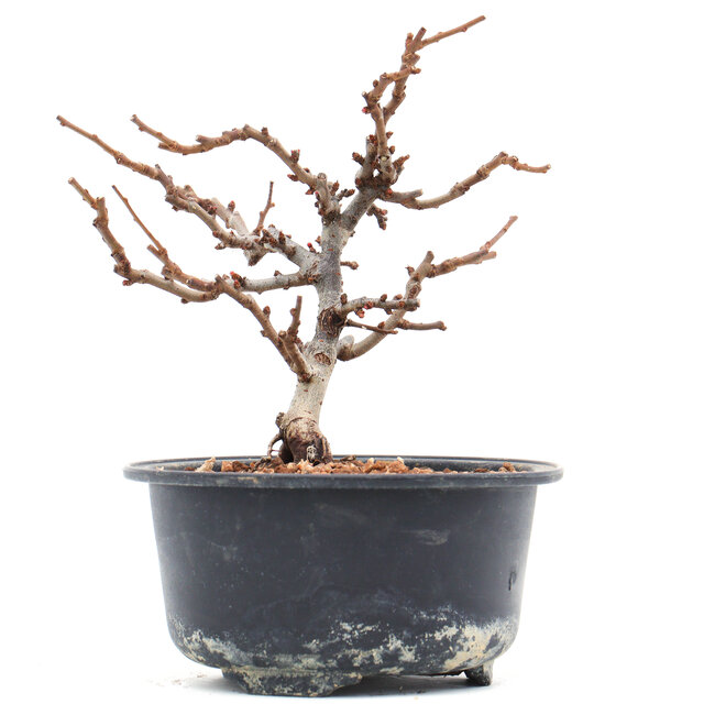 Chaenomeles speciosa, 13 cm, ± 10 ans