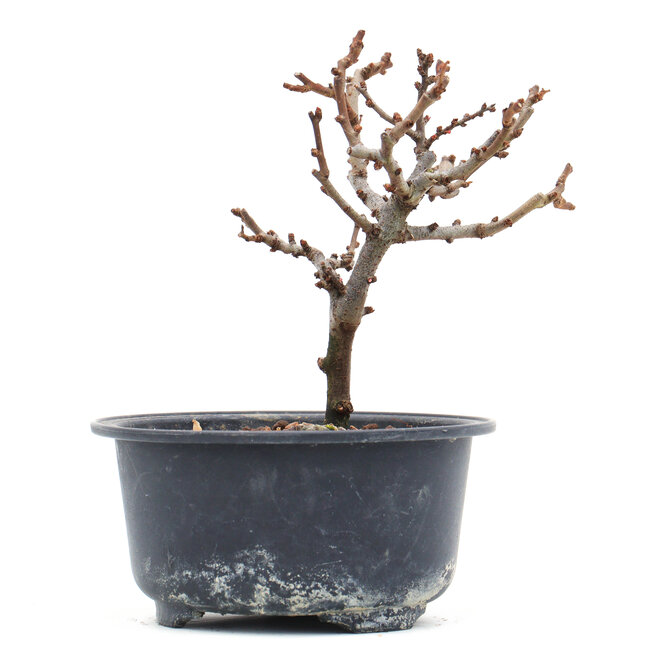 Chaenomeles speciosa, 12 cm, ± 10 years old