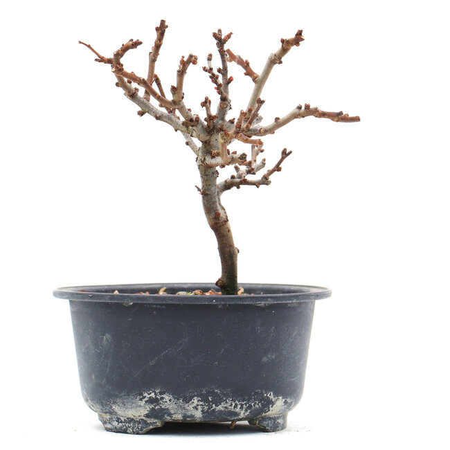 Chaenomeles speciosa, 12 cm, ± 10 ans