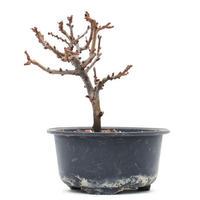 Chaenomeles speciosa, 12 cm, ± 10 años