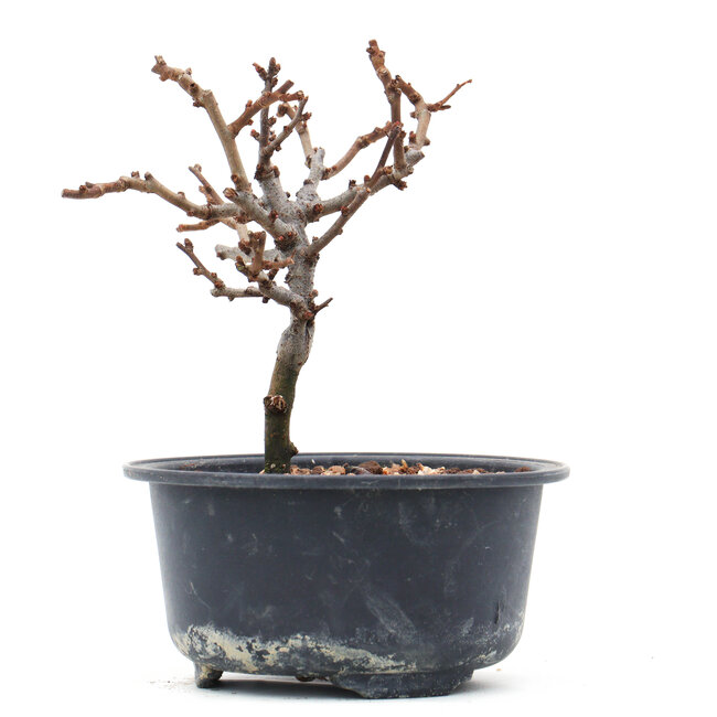 Chaenomeles speciosa, 12 cm, ± 10 ans