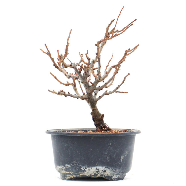 Chaenomeles speciosa, 16 cm, ± 10 ans