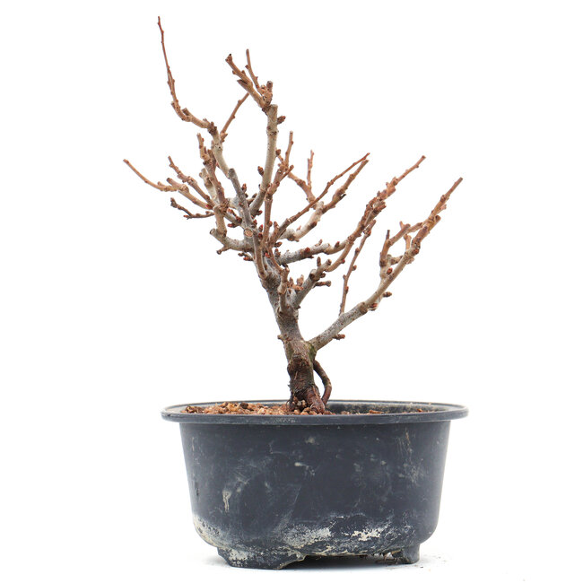 Chaenomeles speciosa, 16 cm, ± 10 años