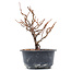 Chaenomeles speciosa, 16 cm, ± 10 ans