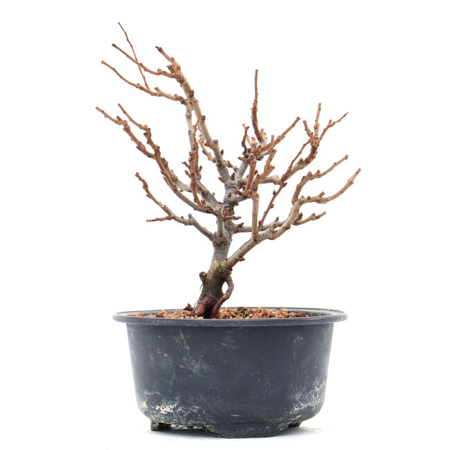 Chaenomeles speciosa, 16 cm, ± 10 Jahre alt