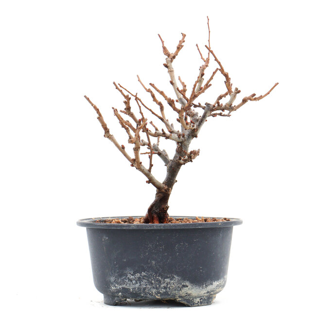 Chaenomeles speciosa, 16 cm, ± 10 ans