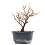 Chaenomeles speciosa, 16 cm, ± 10 ans
