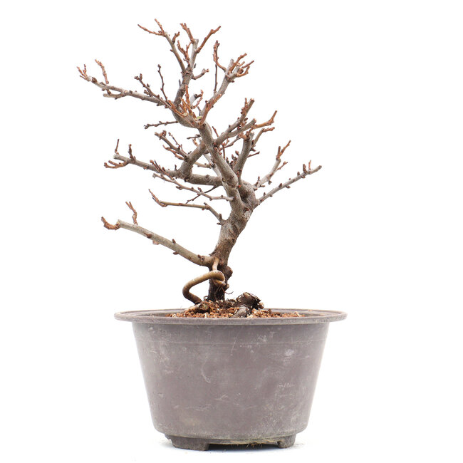 Chaenomeles speciosa, 21 cm, ± 13 years old