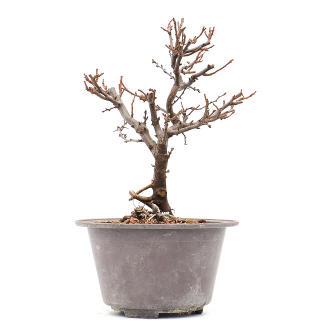 Chaenomeles speciosa, 21 cm, ± 13 years old