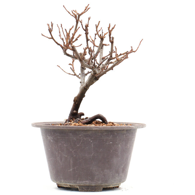 Chaenomeles speciosa, 17 cm, ± 13 ans