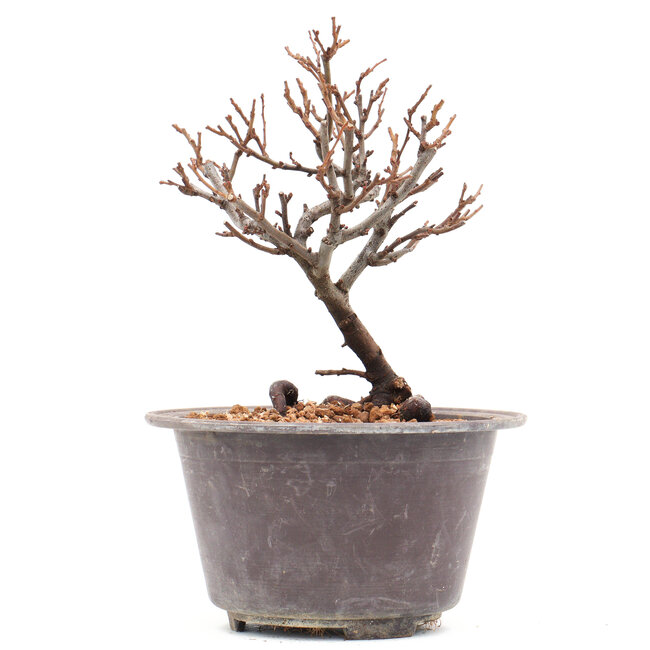 Chaenomeles speciosa, 17 cm, ± 13 ans