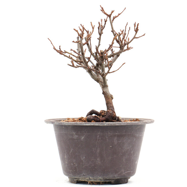 Chaenomeles speciosa, 17 cm, ± 13 Jahre alt