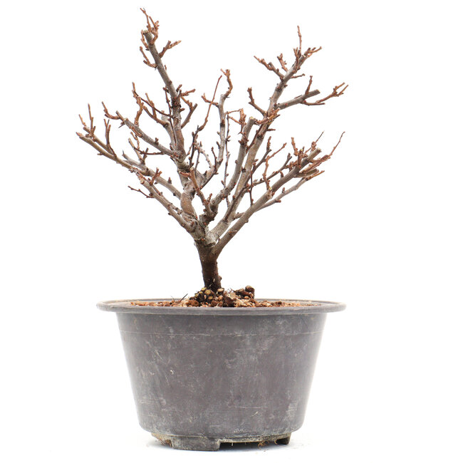 Chaenomeles speciosa, 19 cm, ± 13 jaar oud