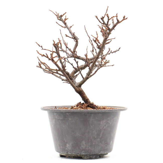 Chaenomeles speciosa, 19 cm, ± 13 Jahre alt