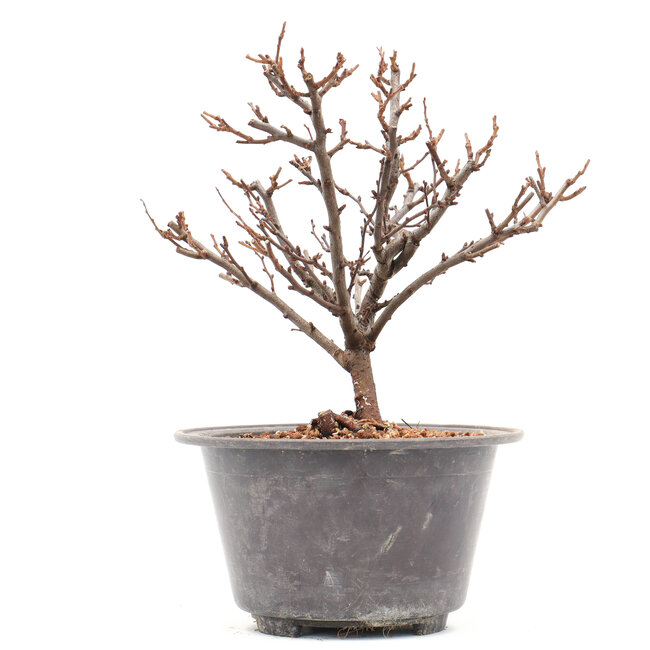 Chaenomeles speciosa, 19 cm, ± 13 Jahre alt