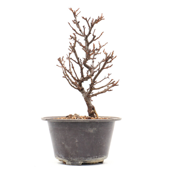 Chaenomeles speciosa, 23 cm, ± 13 Jahre alt