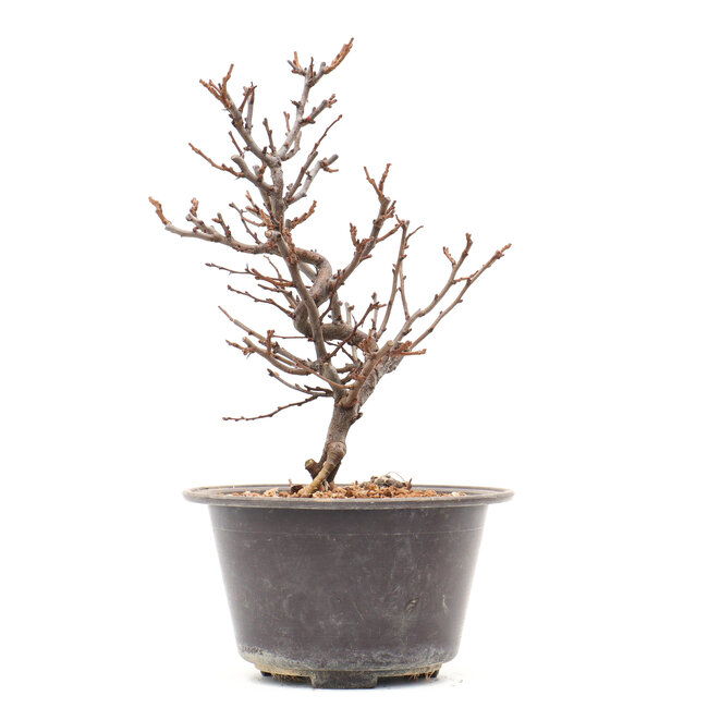 Chaenomeles speciosa, 23 cm, ± 13 años