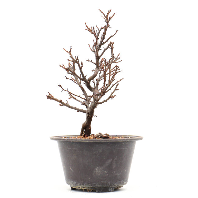 Chaenomeles speciosa, 23 cm, ± 13 años