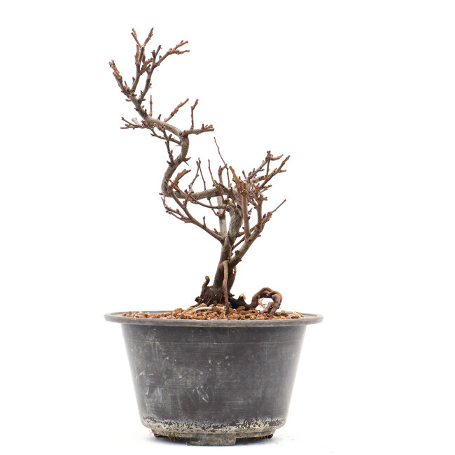 Chaenomeles speciosa, 21 cm, ± 13 ans