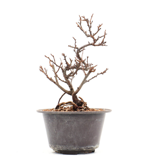 Chaenomeles speciosa, 21 cm, ± 13 ans