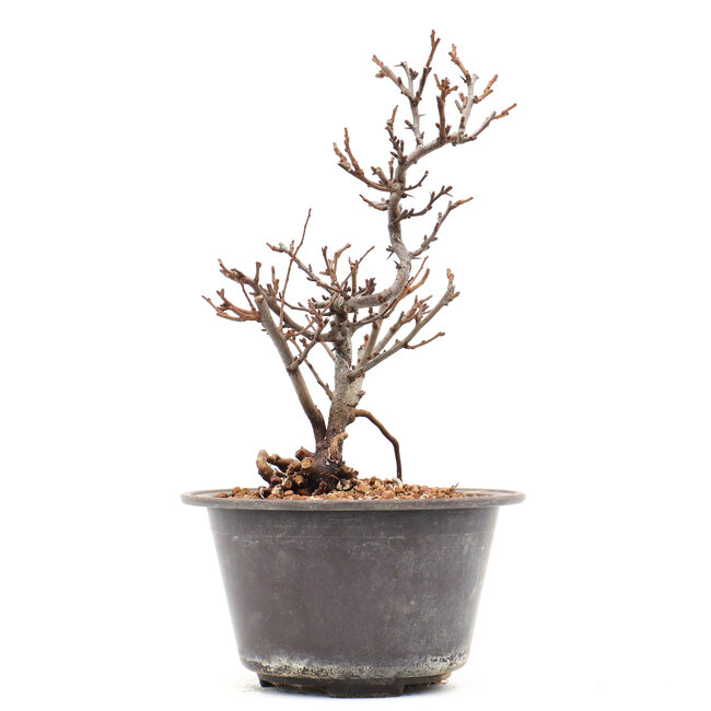 Chaenomeles speciosa, 21 cm, ± 13 ans