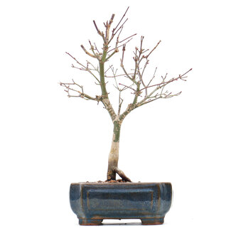 Acer palmatum Deshojo, 26 cm, ± 10 jaar oud