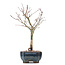 Acer palmatum Deshojo, 26 cm, ± 10 jaar oud