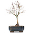 Acer palmatum Deshojo, 26 cm, ± 10 jaar oud