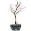 Acer palmatum Deshojo, 26 cm, ± 10 jaar oud