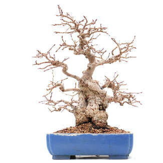 Carpinus coreana Yamadori, 23 cm, ± 45 years old