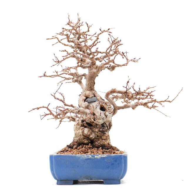 Carpinus coreana Yamadori, 23 cm, ± 45 Jahre alt