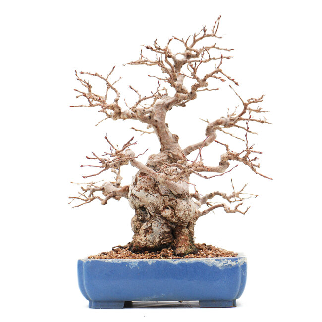 Carpinus coreana Yamadori, 23 cm, ± 45 ans