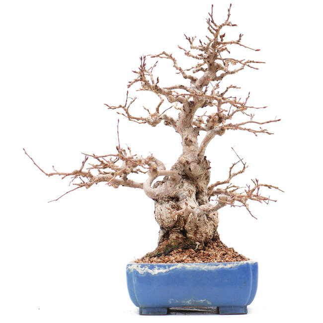 Carpinus coreana Yamadori, 23 cm, ± 45 Jahre alt