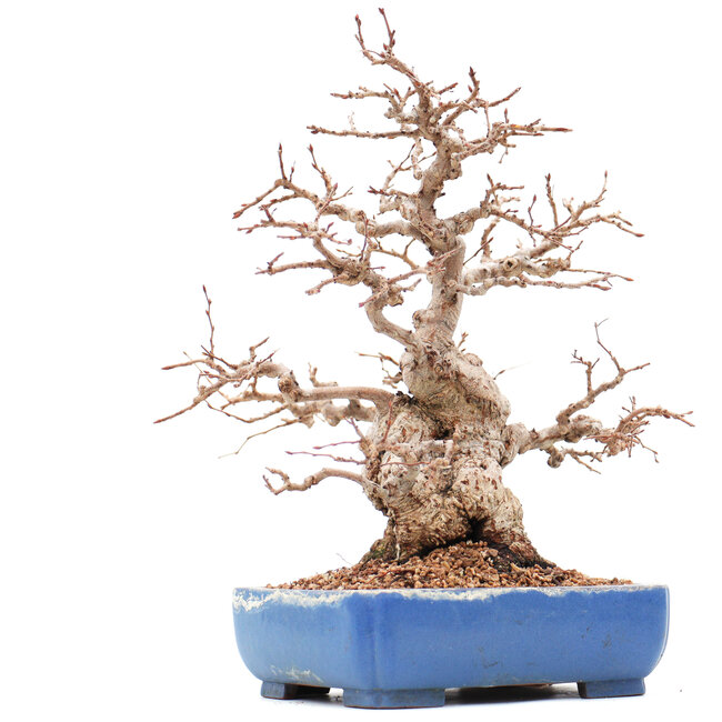 Carpinus coreana Yamadori, 23 cm, ± 45 Jahre alt
