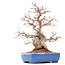 Carpinus coreana Yamadori, 23 cm, ± 45 jaar oud