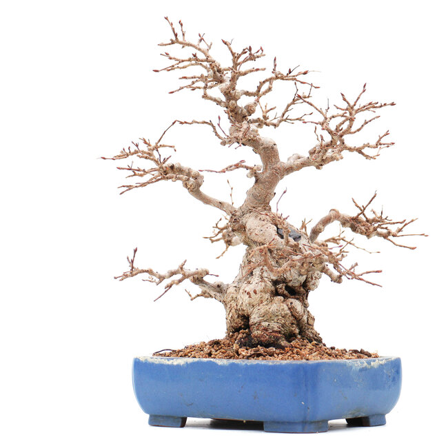 Carpinus coreana Yamadori, 23 cm, ± 45 ans