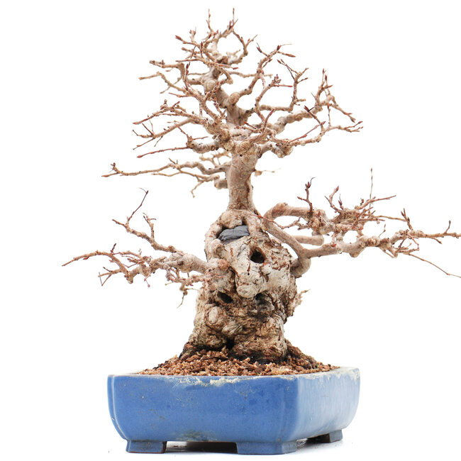 Carpinus coreana Yamadori, 23 cm, ± 45 anni