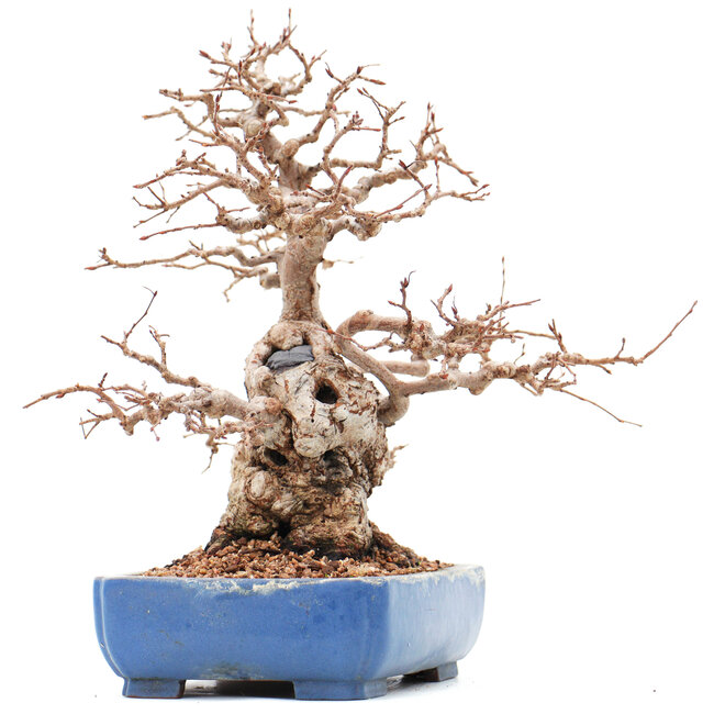 Carpinus coreana Yamadori, 23 cm, ± 45 ans