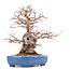 Carpinus coreana Yamadori, 23 cm, ± 45 jaar oud