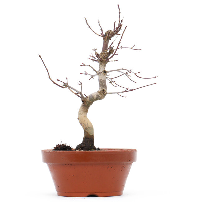 Acer palmatum Deshojo, 23 cm, ± 8 jaar oud