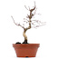 Acer palmatum Deshojo, 23 cm, ± 8 jaar oud