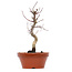 Acer palmatum Deshojo, 23 cm, ± 8 jaar oud